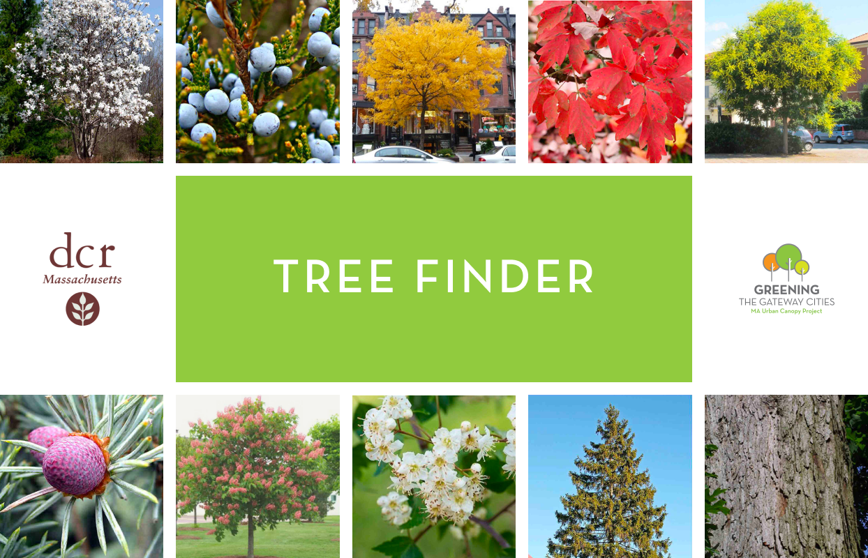 Tree Finder App (DCR) banner image