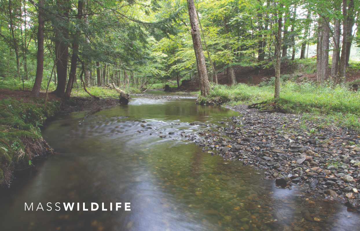 MassWildlife: Massachusetts Division of Fisheries and Wildlife sample work